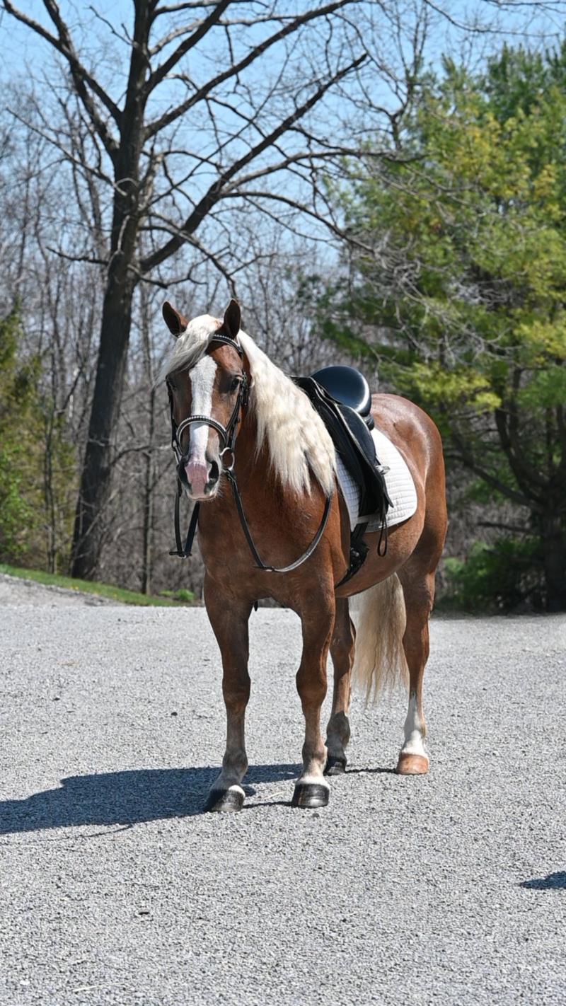 ✨Nicky CEH✨